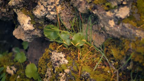 Moss-and-small-green-plants-growing-on-rock-in-a-forest