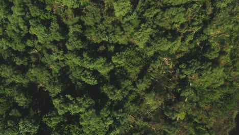 Luftbildaufnahmen-Aus-Großer-Höhe-Und-Drehbewegungen-Von-Der-Spitze-Eines-Waldes