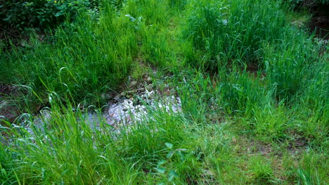 A-small-creek,-stream-in-spring-with-high,-lush-green-grass-on-the-banks