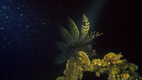 Unterseeische-Wilde-Kreaturen-In-Der-Tiefe-Des-Korallenriffs