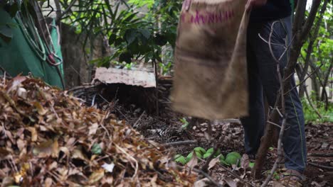 Traditional-Indian-Mango-Harvest-method