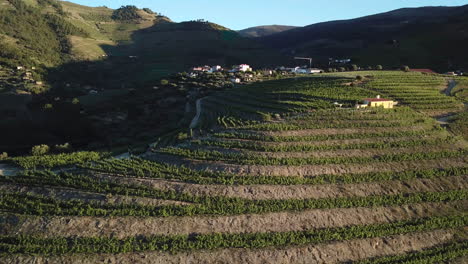 Slowly-passing-along-the-hillside-terraces-of-a-Portuguese-vineyard-in-the-Douro-Valley-at-morning