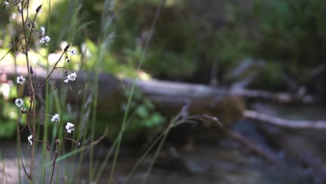 Delicate-flowers-next-to-a-creak-in-the-Wallowa-Mountains-of-Oregon
