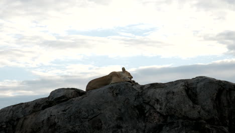 Löwin-Reinigt-Sich-Auf-Einem-Felsen-Im-Nationalpark