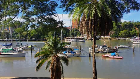 Schöne-Aussicht-Durch-Die-Palmen-Auf-Den-Brisbane-River,-Während-Das-Berühmte-River-Queen-Paddelboot-Vorbeifährt