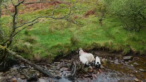 Cinematic-drone-shot-of-highland-sheep-in-scottish-mountains-standing-next-to-highland-creek