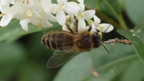 Makroaufnahme-Einer-Biene,-Die-Nektar-Aus-Einer-Weißen-Blüte-Saugt-Und-Den-Rahmen-Unten-Verlässt,-Wieder-In-Den-Rahmen-Fliegt-Und-Ihn-Unten-In-Zeitlupe-Wieder-Verlässt