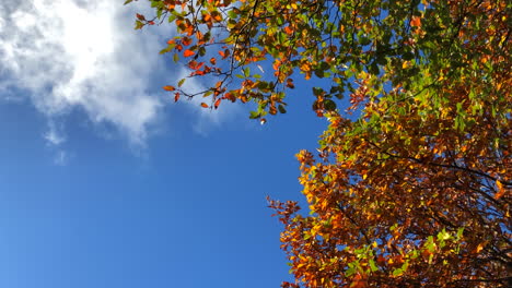 Fallende-Blätter-Vom-Herbstbaum
