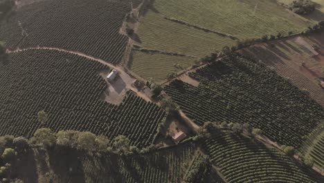 Drohnenflug-über-Kaffeeplantagen-In-Brasilien