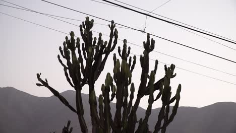 Big-cactus-and-street-cable-during-sunset-in-La-Molina,-Lima,-Peru