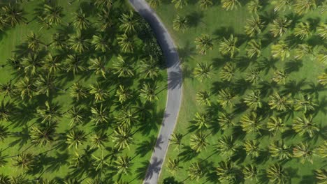 Plam-and-coconut-tree-plantation-with-road-in-the-middle