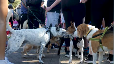 Million-Pfoten-Spazieren,-Hundewanderung-In-Southbank,-Brisbane-2018---Hundepark,-Hundewanderung-Mit-Besitzer---Menschen-Im-öffentlichen-Bereich