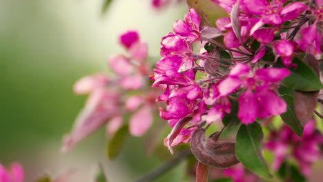 Slow-motion-close-up-of-vibrant,-pink-blossoms-gently-swaying-in-the-breeze