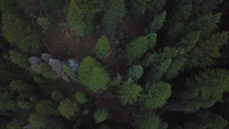 Drone-Cinemático-Disparado-Directamente-Sobre-Los-Hermosos-Pinos-Verdes-En-Lo-Alto-De-Las-Montañas-Rocosas