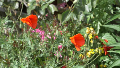 Two-poppy-flowers-gently-swaying-in-the-wind