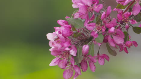Beautiful-bright,-pink-crabapple-blossoms-blooming-in-the-spring