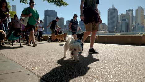 Millones-De-Patas-Caminando,-Paseando-Perros-En-Southbank,-Brisbane-2018---Parque-Para-Perros,-Paseando-Perros-Con-El-Dueño---Personas-En-áreas-Públicas
