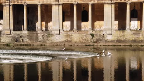 Super-Slow-Motion-Shot-of-Seagull-Landing-on-top-of-Pulteney-Weir-in-Bath,-Somerset-causing-other-Gull-to-Flap-Wings-with-Bath-Stone-Columns-in-Background-lit-by-a-Warm-Morning-Summer’s-Sun
