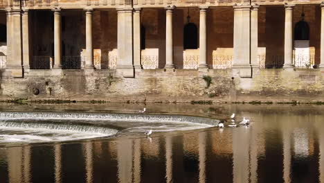 Toma-En-Cámara-Súper-Lenta-De-La-Gaviota-Aterrizando-En-La-Parte-Superior-De-La-Presa-De-Pulteney-En-El-Baño,-Somerset-Causando-Que-Otra-Gaviota-Aletee-Con-Columnas-De-Piedra-De-Baño-En-El-Fondo-Iluminadas-Por-Una-Cálida-Mañana-De-Verano