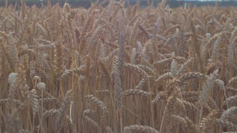 Blick-Auf-Schöne-Reife-Goldene-Weizensprossen-Im-Getreidefeld-Bei-Sonnenuntergang,-Reiches-Erntekonzept,-Nahaufnahme