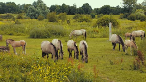 Vier-Pferde,-Die-Zusammen-Gras-In-Der-Natur-Fressen