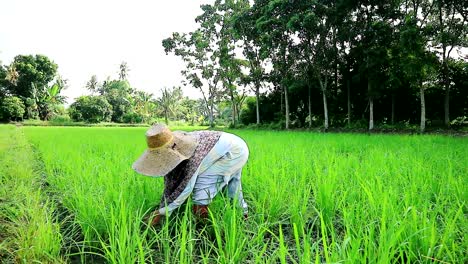 Bio-Reisfelder-Unkrautbekämpfung-Durch-Den-Landwirt