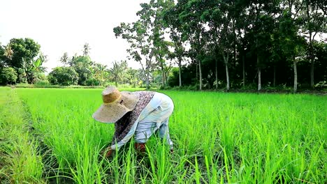 Control-De-Malezas-De-Los-Arrozales-Orgánicos-Por-Parte-Del-Agricultor