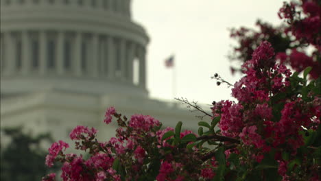 Pink-Flowers-Wave-In-Breeze-With-U