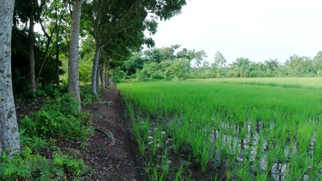 Campo-De-Arroz-Tradicional-En-El-área-Del-Pueblo