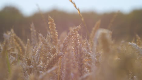 View-of-beautiful-ripe-golden-wheat-sprouts-in-the-cereal-field-at-sunset,-rich-harvest-concept,-close-up-shot