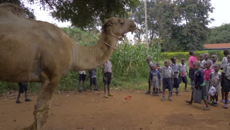 Afrikanische-Kinder-Starren-Auf-Ein-Großes-Dromedar-In-Einem-Ländlichen-Afrikanischen-Dorf