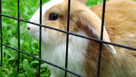 Nahaufnahme-Eines-Kaninchens,-Das-Am-Käfig-Schnüffelt