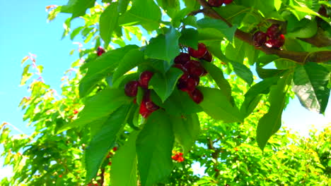 Cámara-Lenta---Deliciosas-Cerezas-Rojas-Brillantes-De-Las-Granjas-De-Brentwood