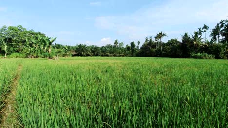 traditional-paddy-field-with-blue-sky-at-morning