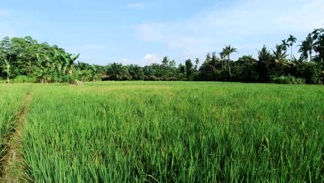 Campo-De-Arroz-Tradicional-Con-Cielo-Azul-Por-La-Mañana