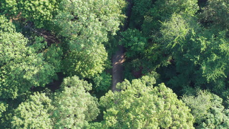 Vista-Aérea-De-Drones-Que-Desciende-Desde-Las-Copas-De-Los-árboles-Hasta-Un-Solo-Camino-En-El-Parque-De-Abajo-En-Una-Hermosa-Mañana-Soleada