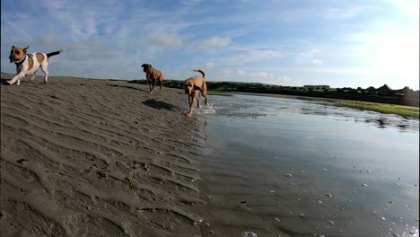 Dogs-swimming-and-running-towards-camera,-low-angle
