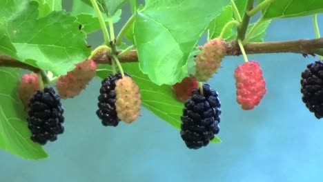 Colorful-berries-on-a-tree-branch