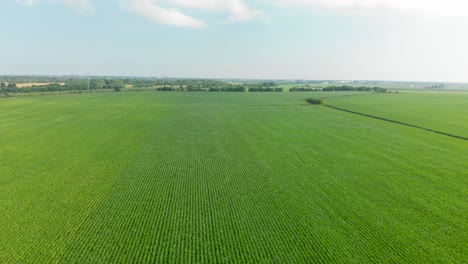 4K-forward-flying-aerial-drone-over-cornfield-blue-sunny-sky-with-clouds