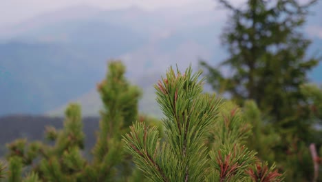 Close-up-of-dwarf-pine-tree---Pinus-Mugo---in-high-altitude-in-national-park-of-High-Tatras,-Slovakia
