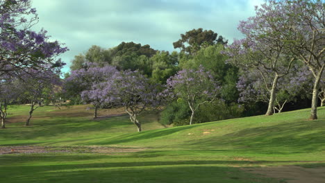Beautiful-city-park-in-San-Diego-with-purple-blooming-Jacaranda-trees-and-green-grass,-spring-and-summer-background,-camera-zooming-in,-regular-speed