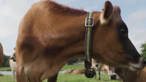 Curious-brown-cow-looks-down-camera-lens
