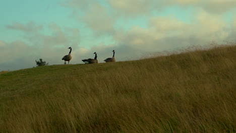 Four-Canadian-geese-hanging-out-at-Bandon-Dunes-golf-course,-beautiful-nature-scene-with-nice-lighting-and-moving-clouds-and-grass