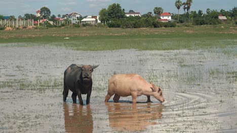 Dos-Búfalos-De-Agua-Disfrutando-De-Un-Chapuzón-En-Un-Pozo-De-Agua
