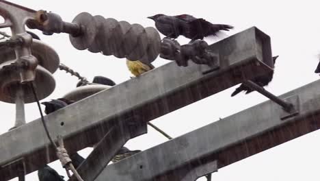 Zeitlupe---Eine-Gruppe-Rotäugiger-Vögel-Genießt-Den-Regen-Auf-Einem-Strommast-In-Cebu-City,-Philippinen