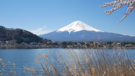 Natürliche-Landschaftsansicht-Des-Vulkanischen-Berges-Von-Fuji-Mit-Dem-Kawaguchi-see-Im-Vordergrund-Mit-Sakura-cherry-Bloosom-Flower-Tree-Und-Grass-Flower-Und-Wind-Blowing-4k-Uhd-Video-Movie-Footage-Short