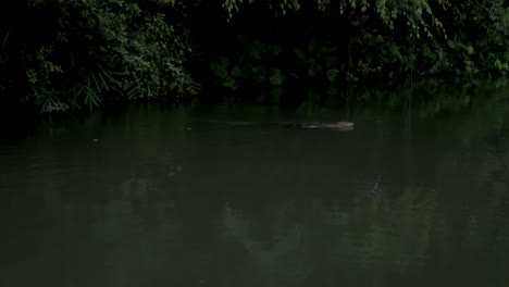 Komodo-dragon-is-swimming-in-the-lake