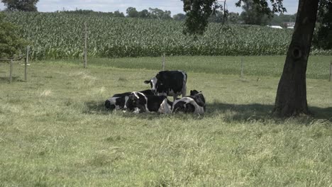 Vacas-Amish-Disfrutando-De-Un-Hermoso-Día-De-Verano-En-Los-Campos