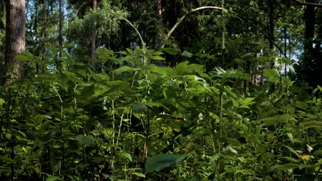 Plantas-Verdes-Recién-Cultivadas-En-El-Bosque-Movidas-Por-Una-Brisa-Ligera