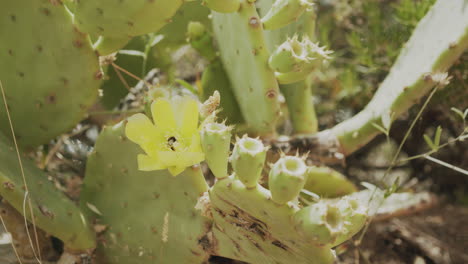 Close-up-of-a-bumblebee-collecting-pollen-from-a-flower-on-a-cactus-in-El-Port-de-la-Selva-in-Spain